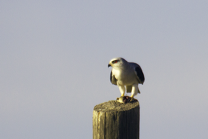 Black-winged Kite